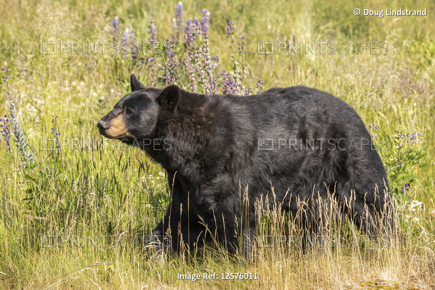Male black bear (Ursus americanus) in a meadow, Alaska Wildlife Conservation ...