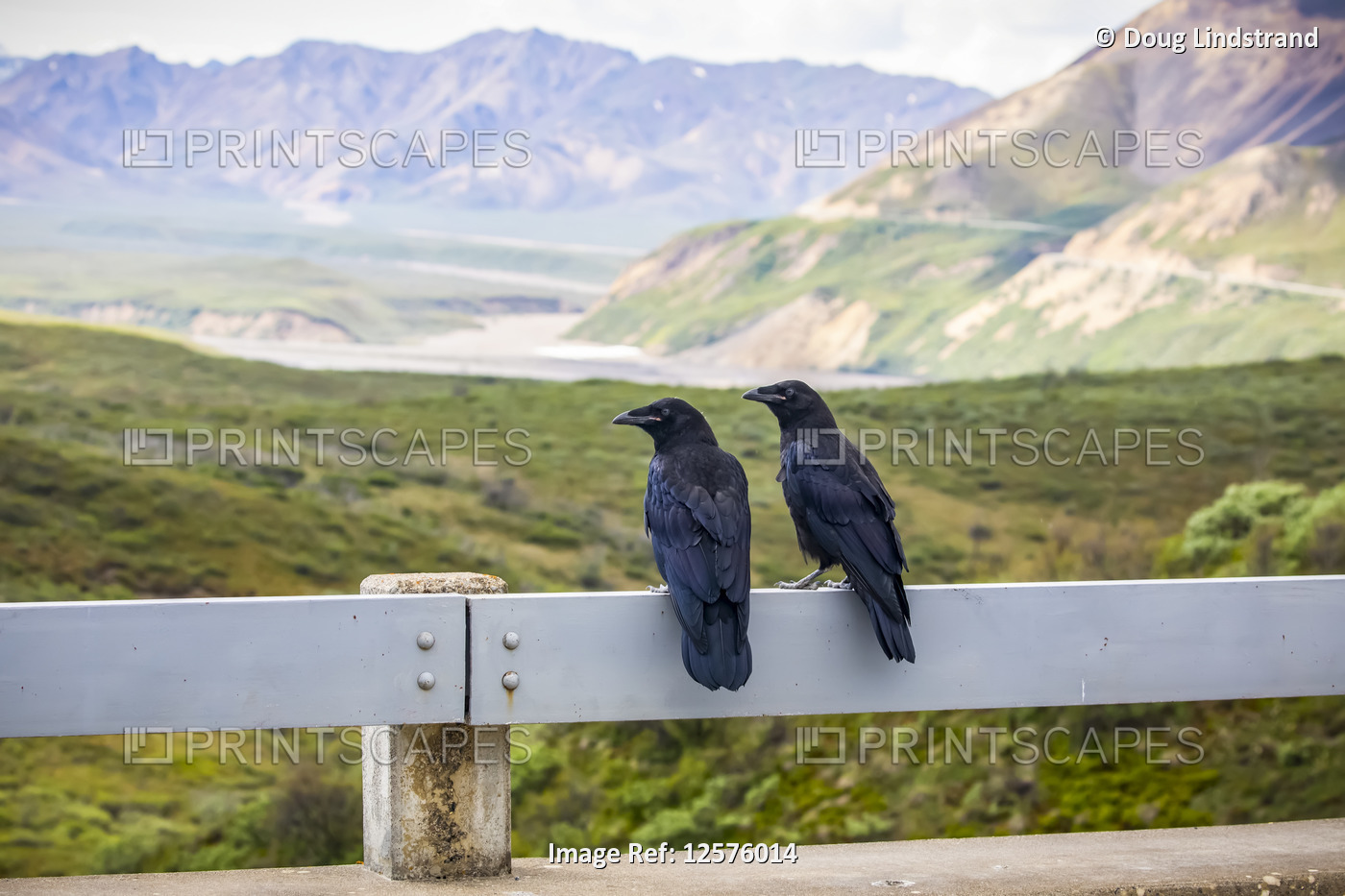 A pair of young ravens sit on the railing of a bridge above where their nest ...