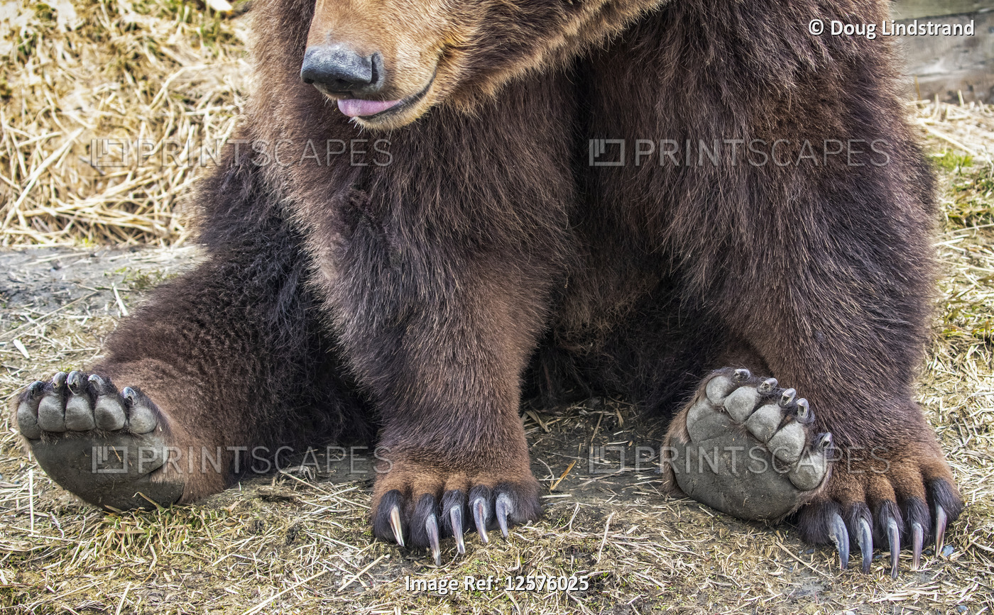 Grizzly bear sow (Ursus arctos horribilis) sitting on ground, Alaska Wildlife ...