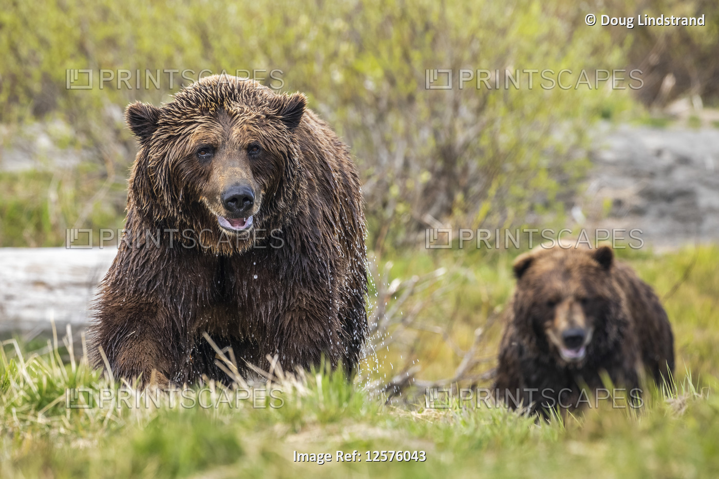 Brown bear boar and sow (Ursus arctos) together, sow (female) in the ...