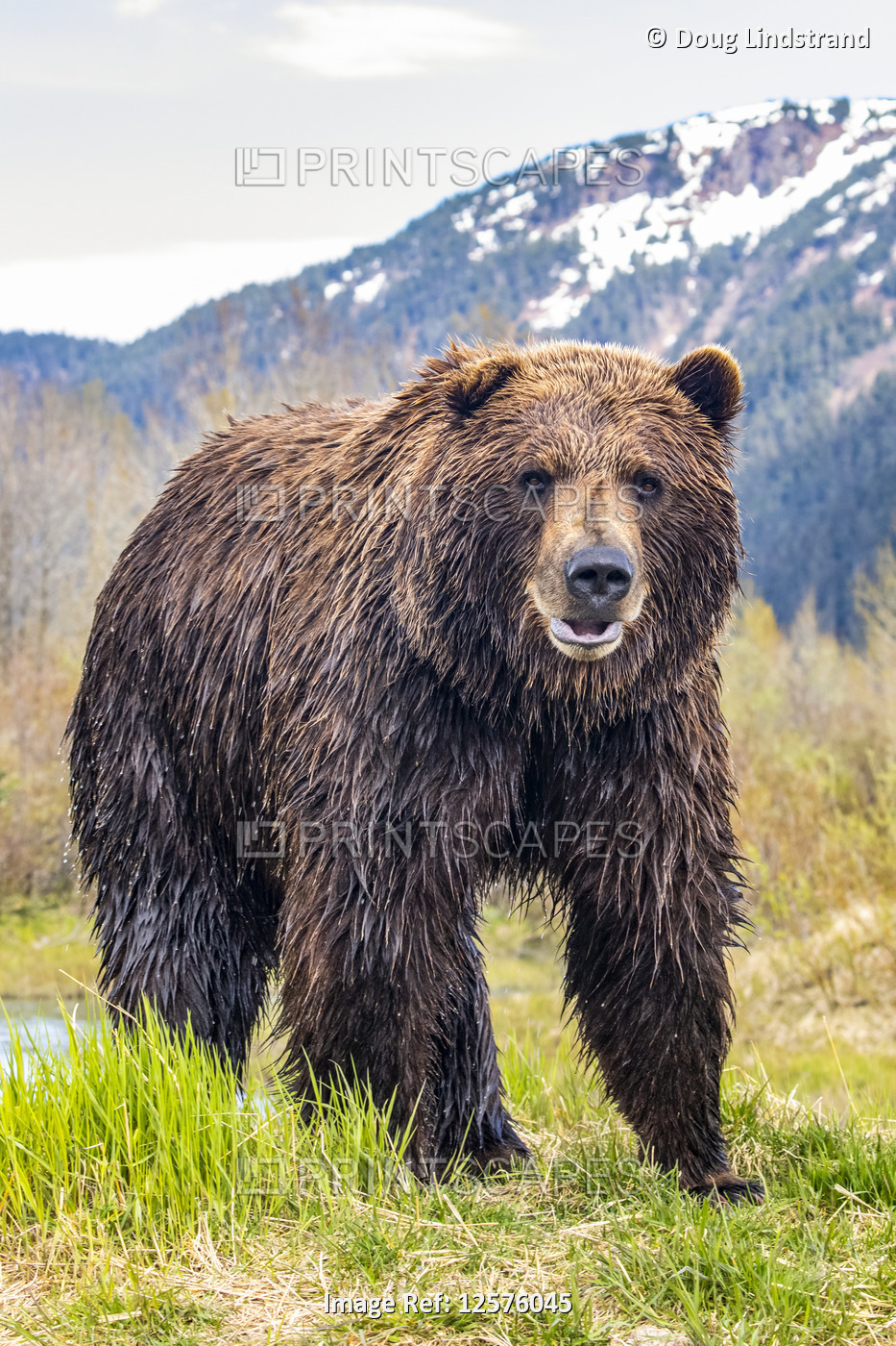 Brown bear (Ursus arctos) boar, large male looks at camera, Alaska Wildlife ...