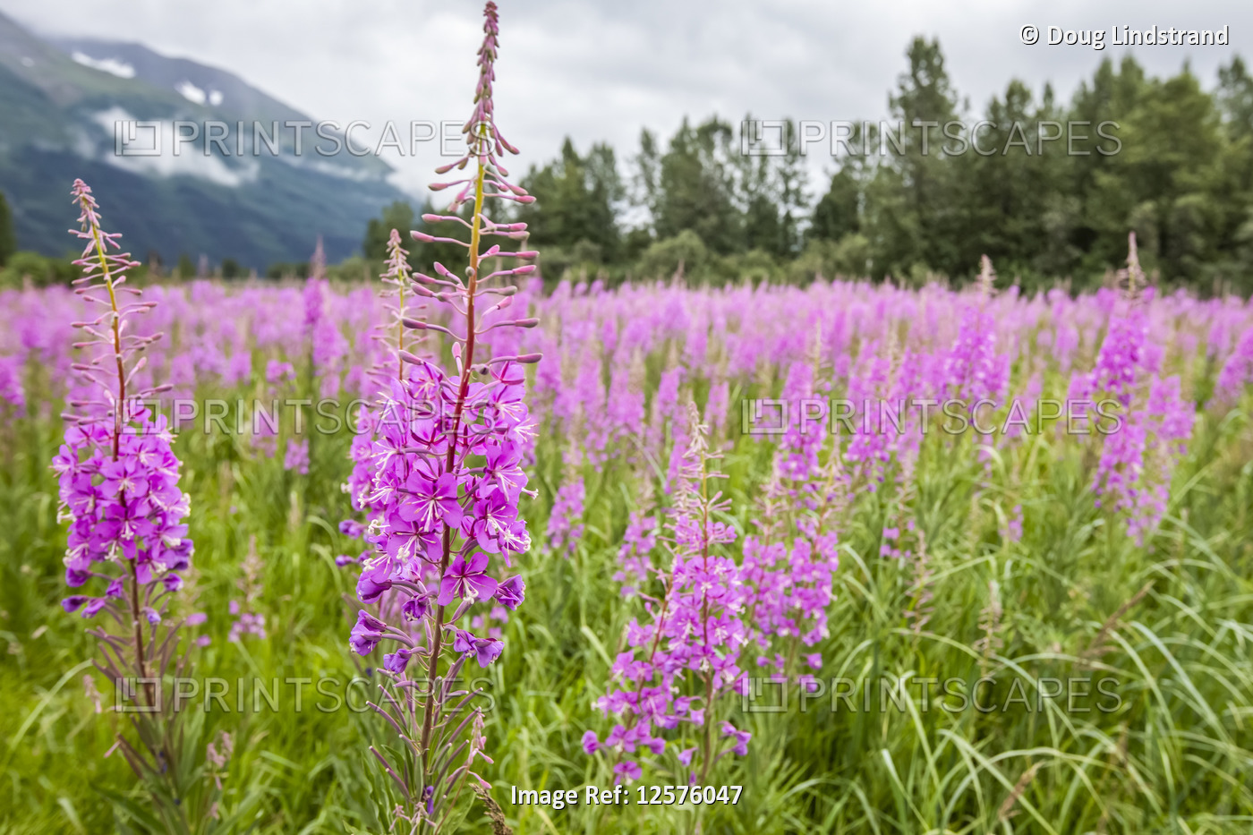 Blooming Fireweed (Chamaenerion angustifolium) in a field, South-central ...