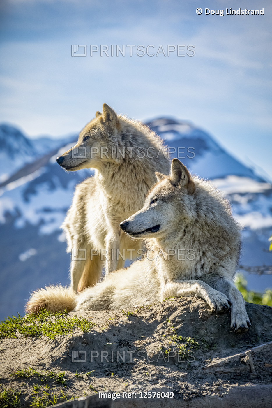 Two female Gray wolves (Canis lupus) looking out with a mountain in the ...