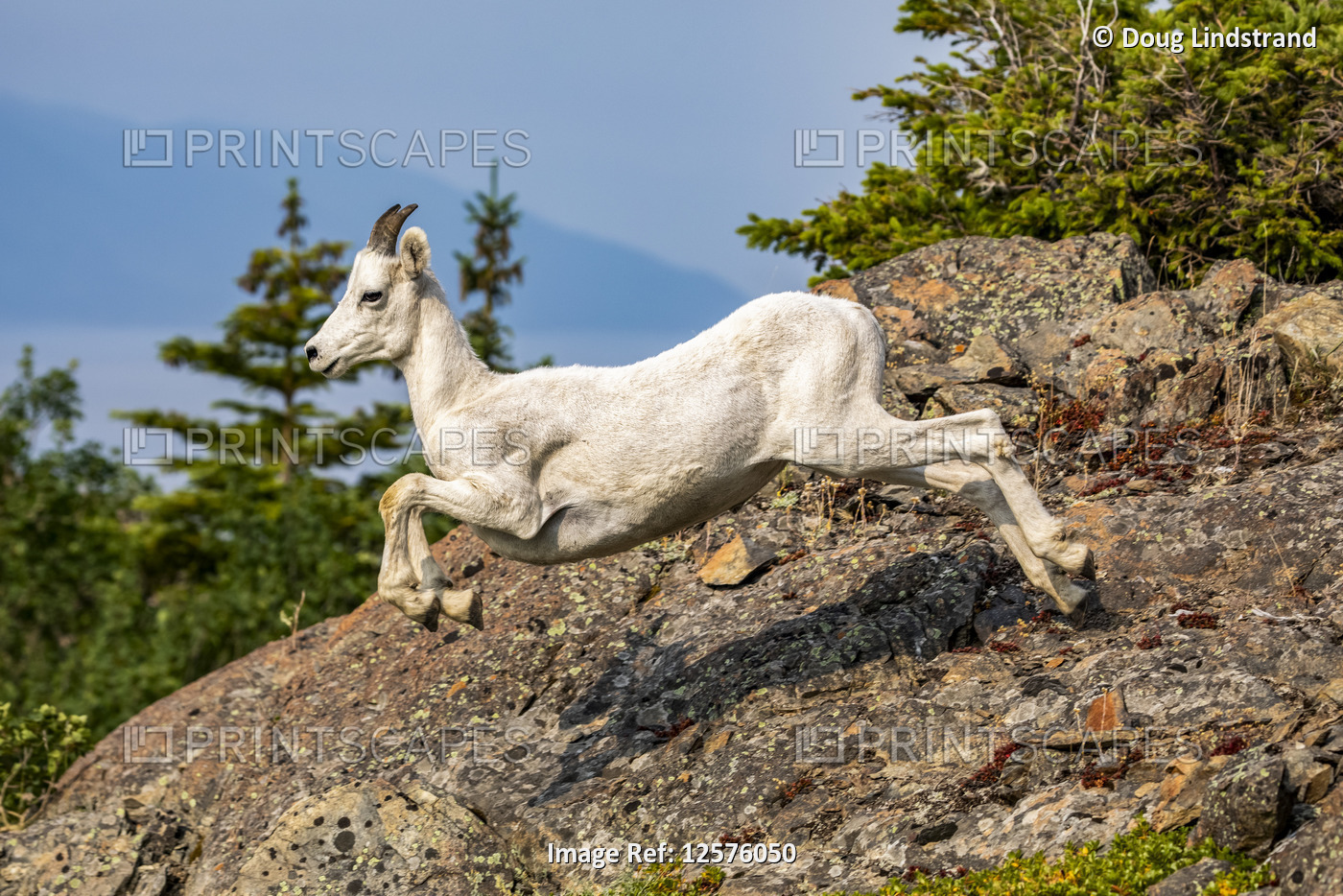 A Dall sheep ewe (Ovis dalli) runs along the rocky cliffs to catch up with ...