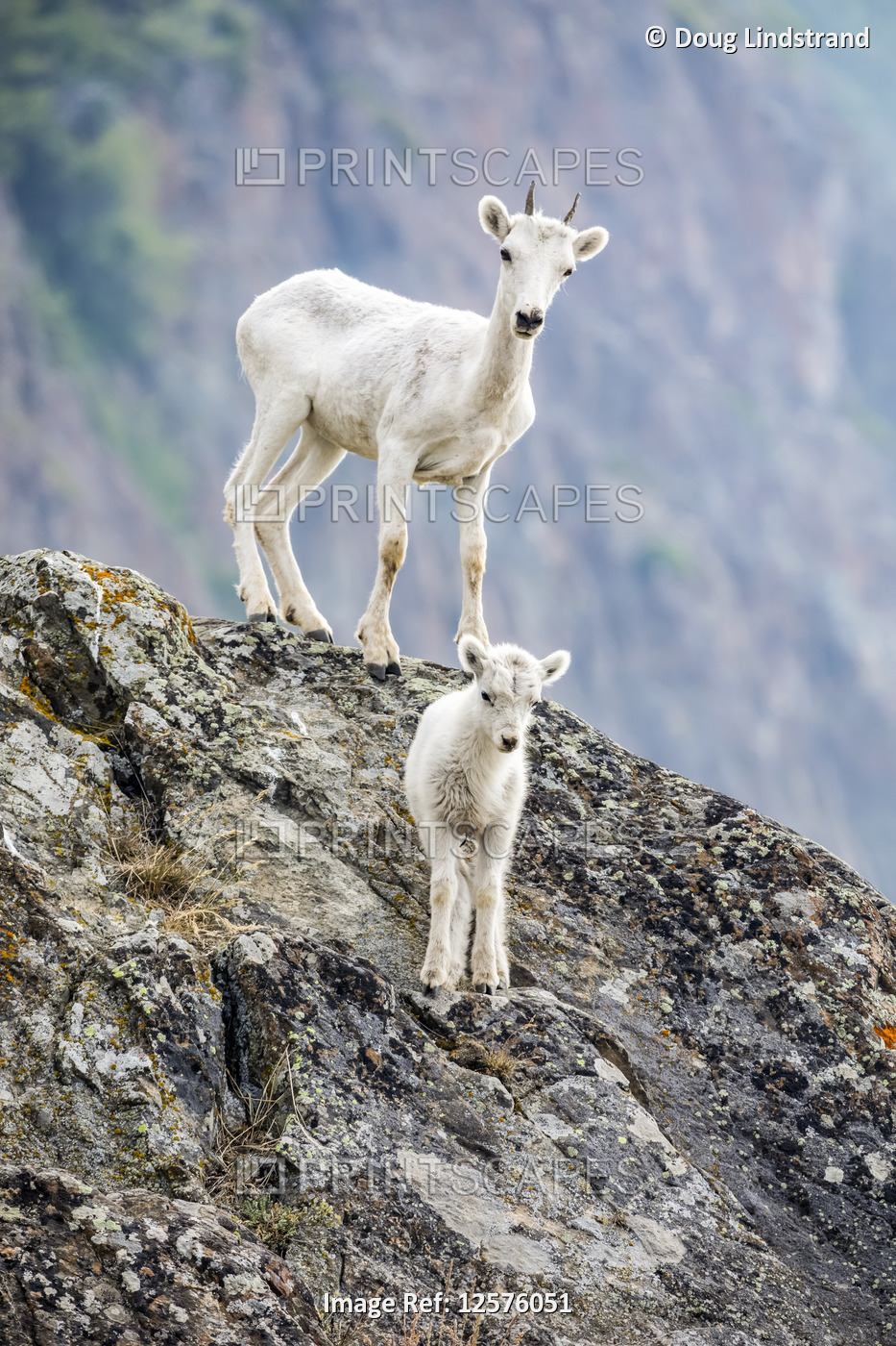 A lamb and an older Dall sheep (Ovis dalli) look at camera from their rocky ...