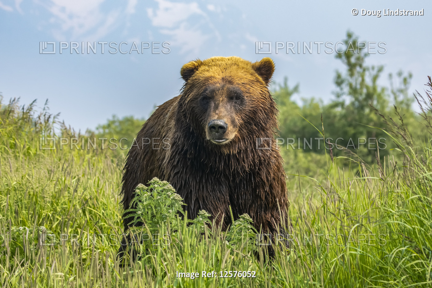 Large brown bear boar (Ursus arctos) looking at camera, Alaska Wildlife ...