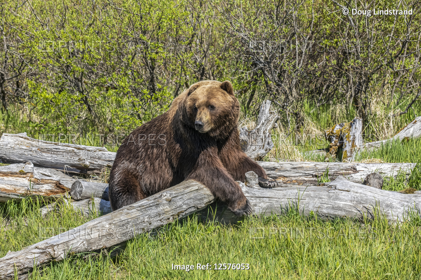 Brown bear boar (Ursus arctos) looking at camera while resting over a log, ...