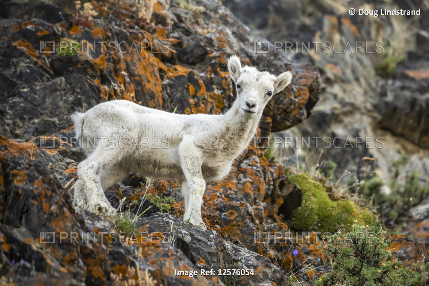 Dall sheep lamb (Ovis dalli) stands looking at the camera in the rocky Windy ...