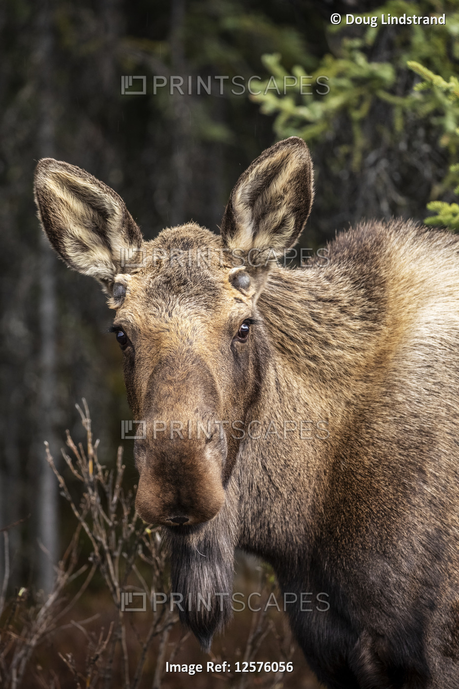 A cow moose (Alces alces) stops feeding to look at the camera, Denali National ...