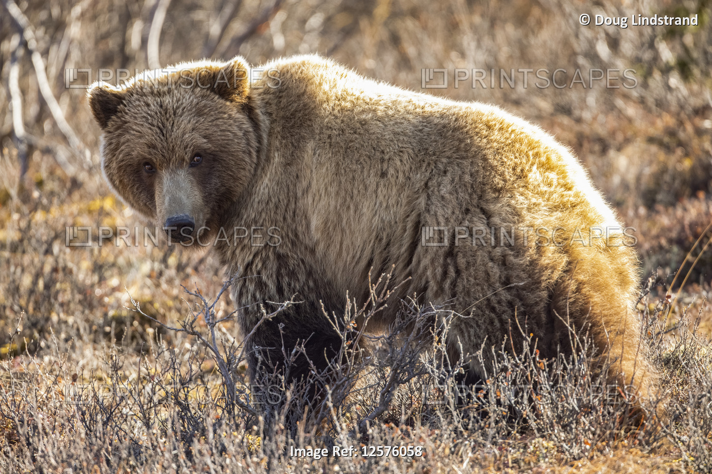 A roaming grizzly bear (Ursus arctos horribilis) pauses to look at the camera ...