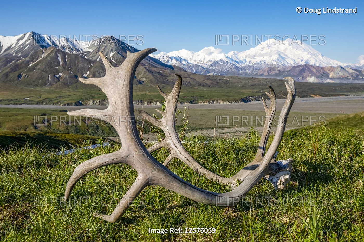 Caribou antlers sit on the grass in the foreground with a view of Denali and ...