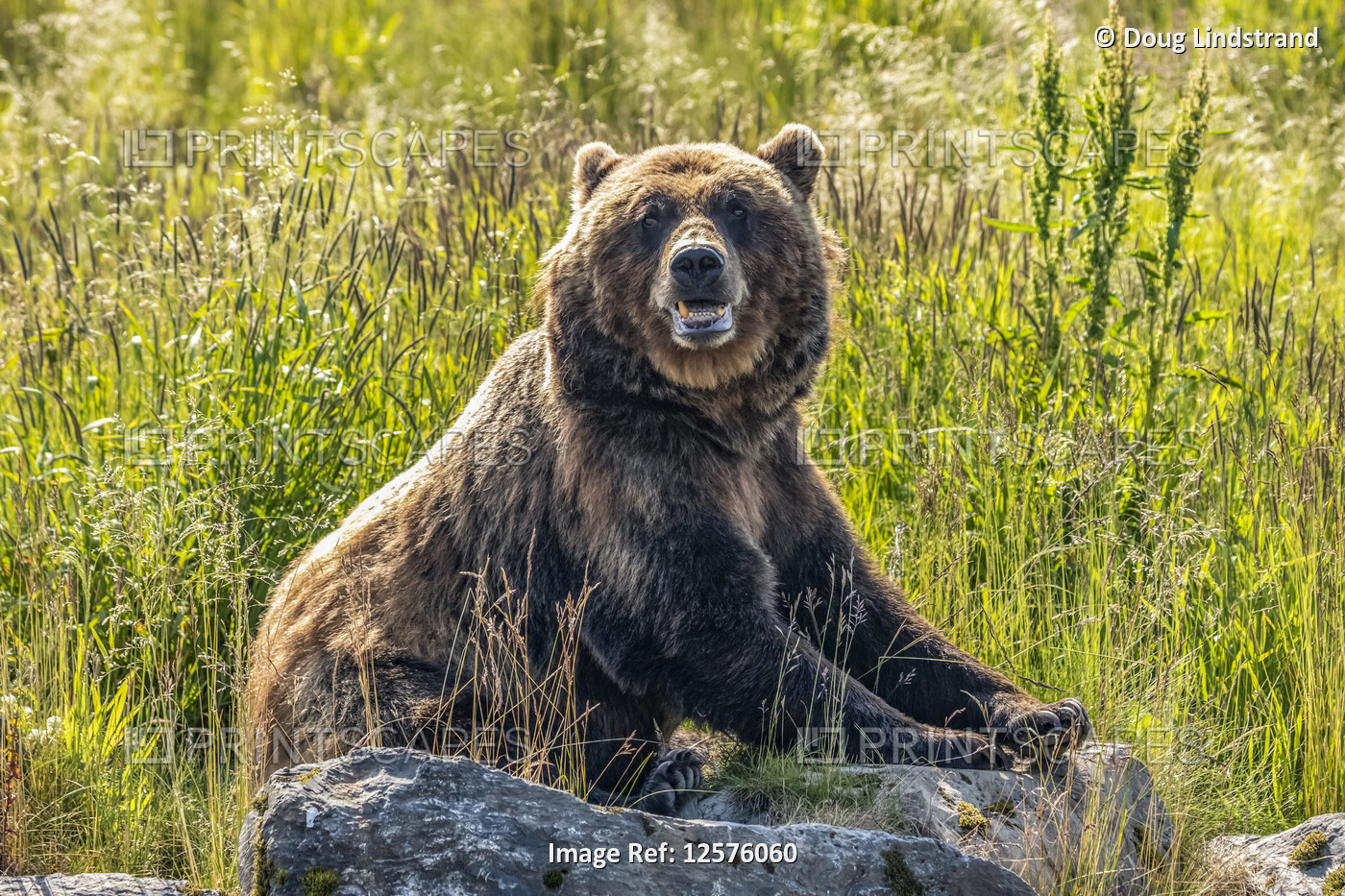 Brown bear sow (Ursus arctos), Alaska Wildlife Conservation Center, ...