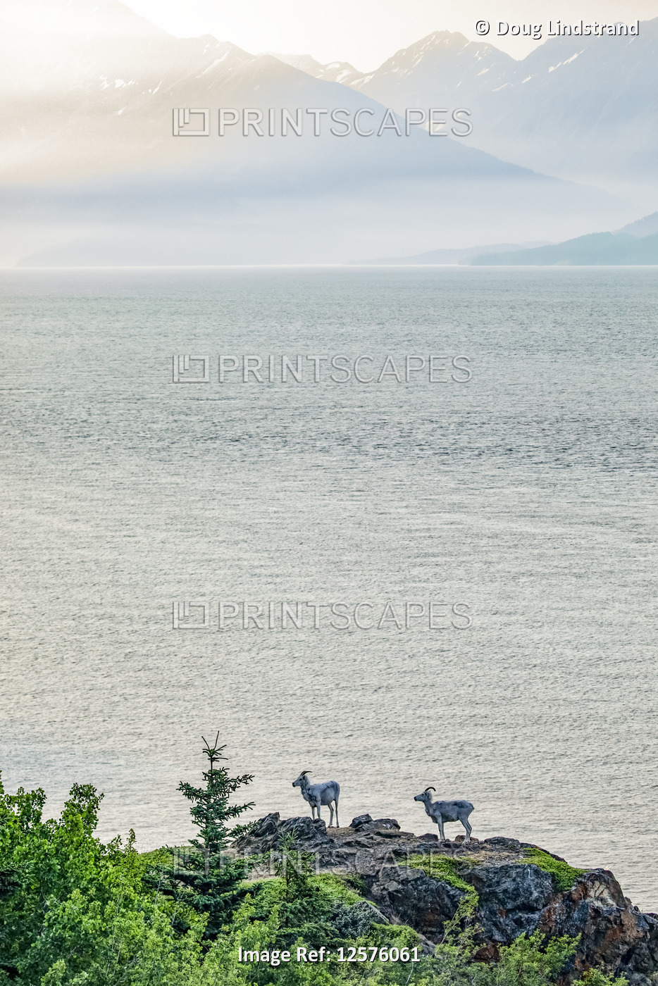 Dall sheep (Ovis dalli) on a rocky mound overlooking the waters of Turnagain ...