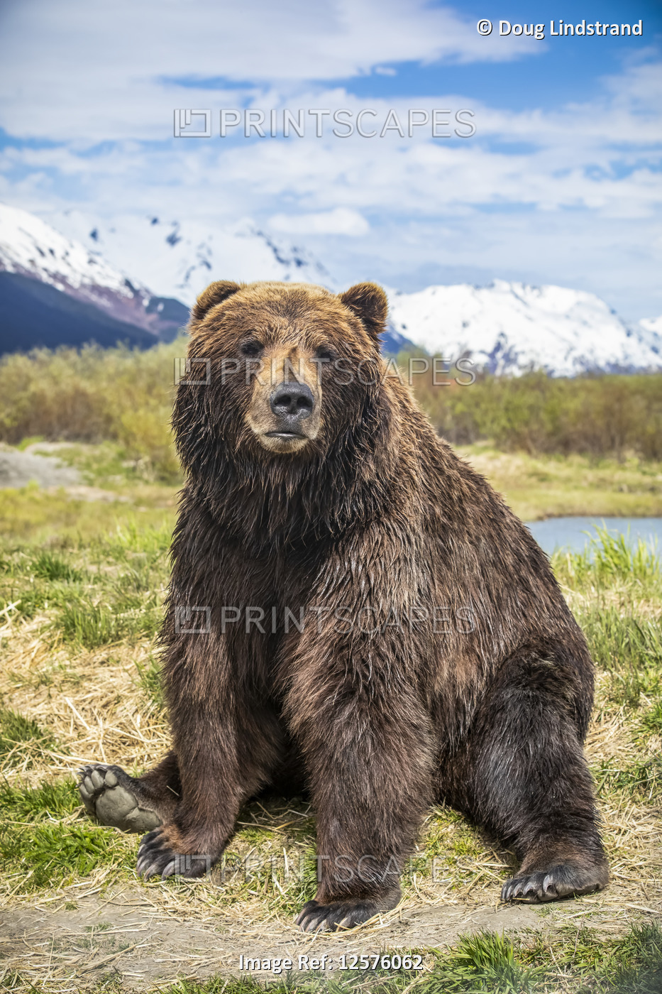 Brown bear sow (Ursus arctos) sitting on grass looking at the camera, Alaska ...