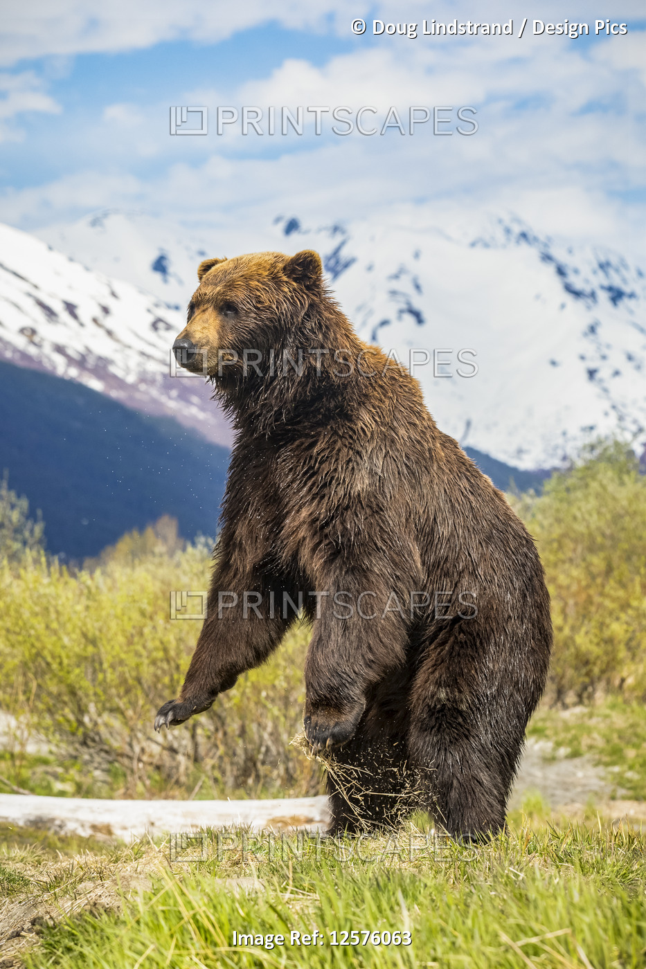 Brown bear boar (Ursus arctos) stands up to get a better view, Alaska Wildlife ...