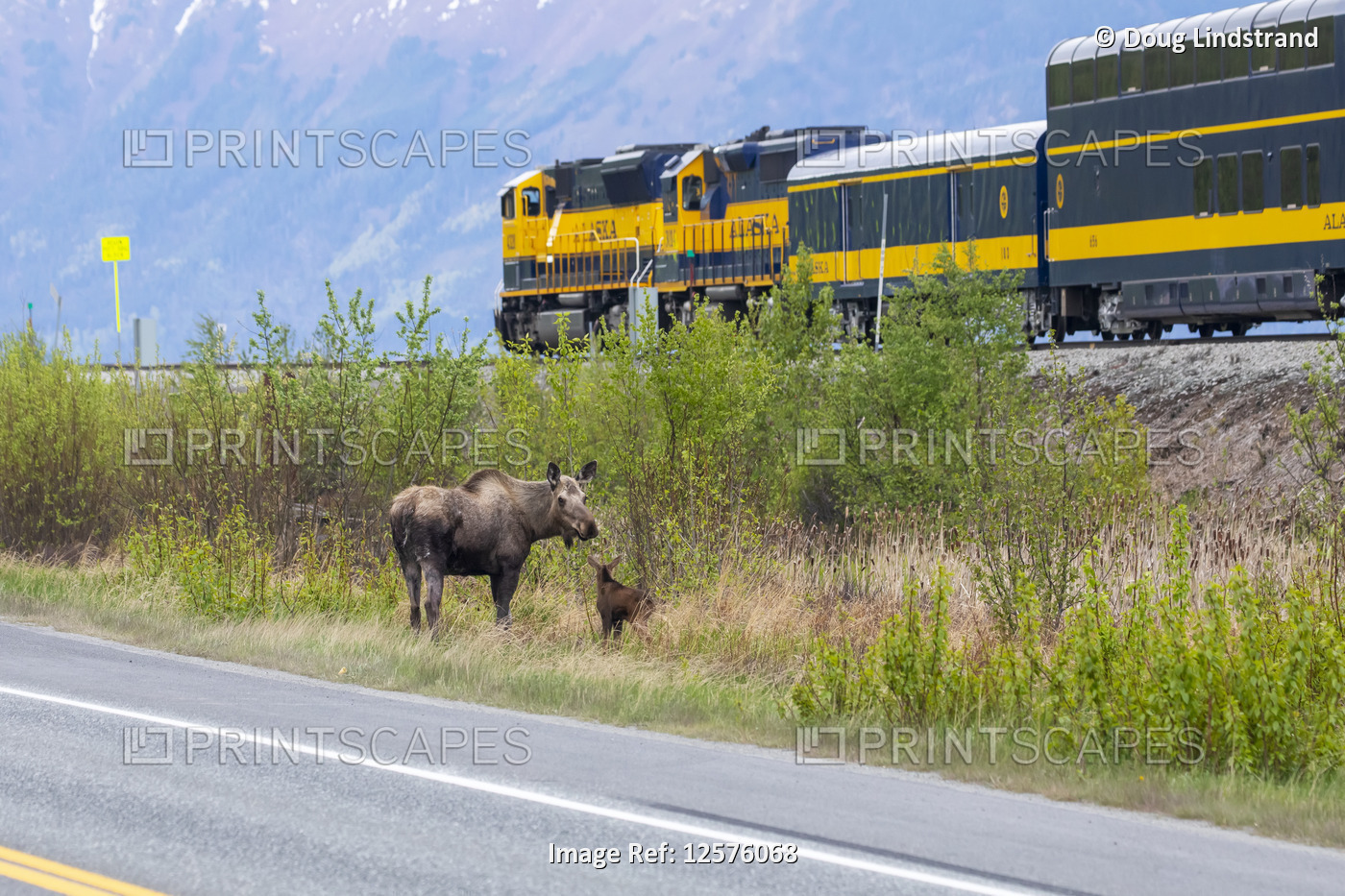 Cow moose (Alces alces) with her newborn calf stand between the Seward Highway ...