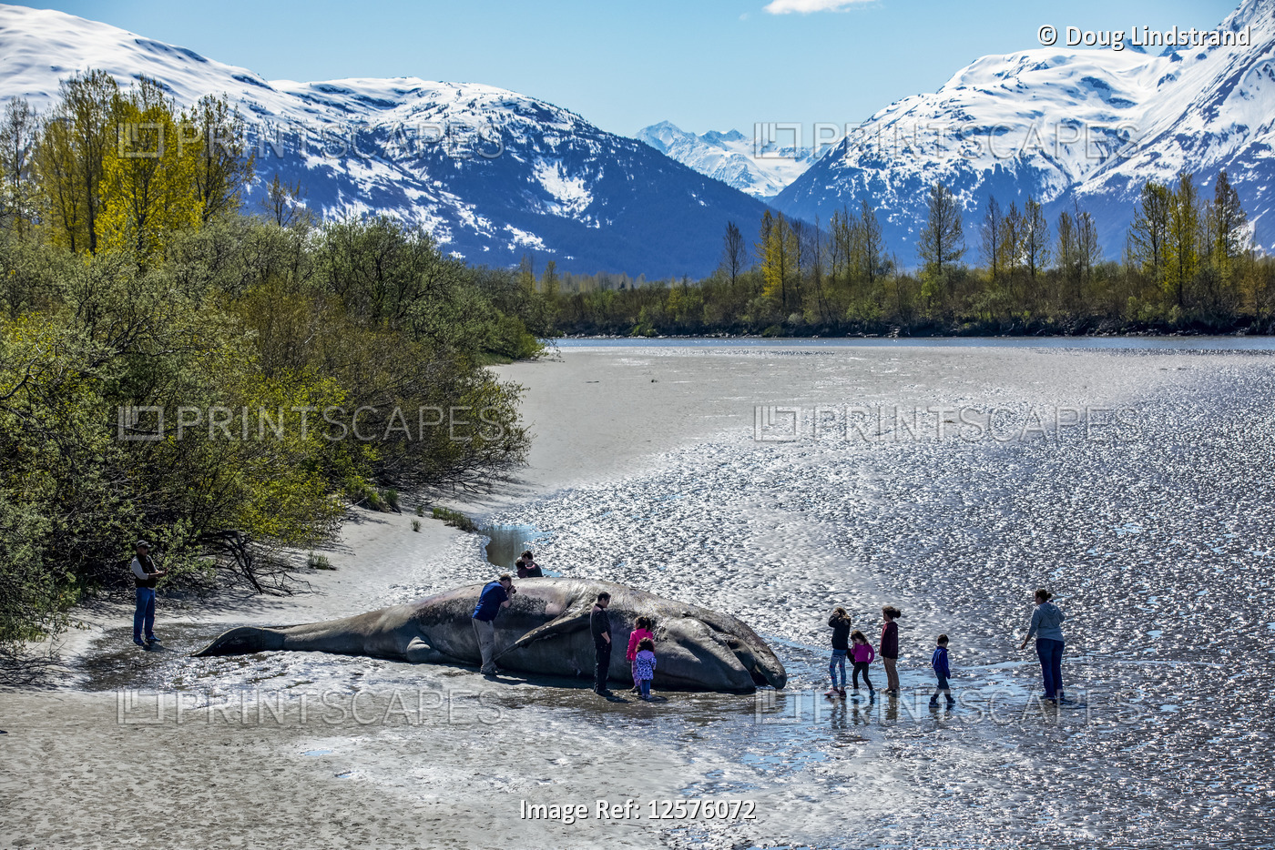 Visitors stop by a beached Gray whale (Eschrichtius robustus) near Portage, ...