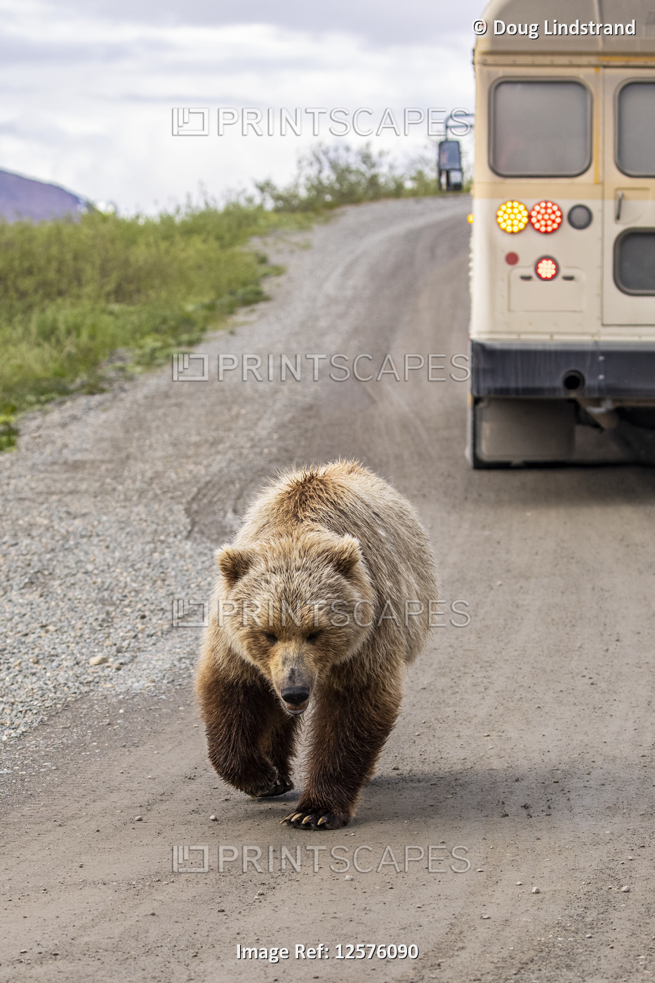 A grizzly bear (Ursus arctos horribilis) and tour bus on the Denali Park Road ...