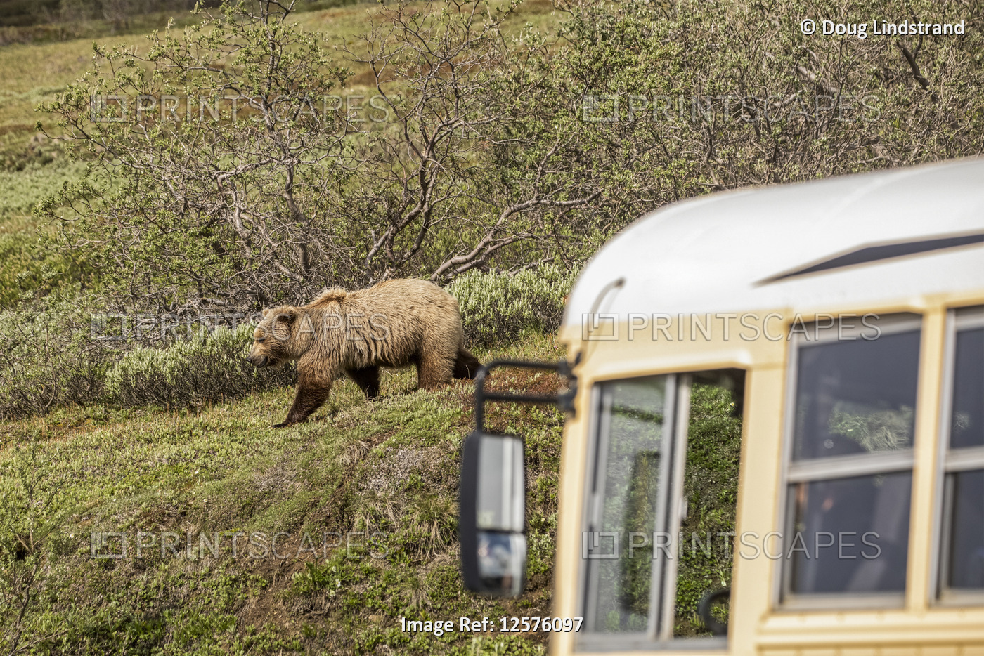 A grizzly bear (Ursus arctos horribilis) and tour bus on the Denali Park Road ...