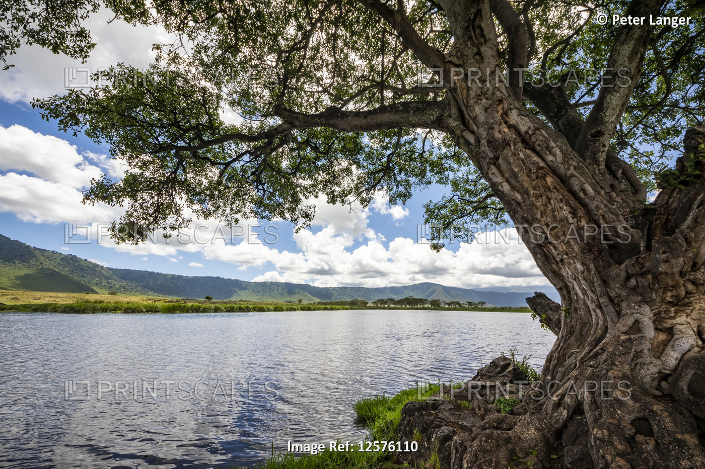 Fig tree by Ngoitokitok Springs, Ngorongoro Crater, Ngorongoro Conservation ...