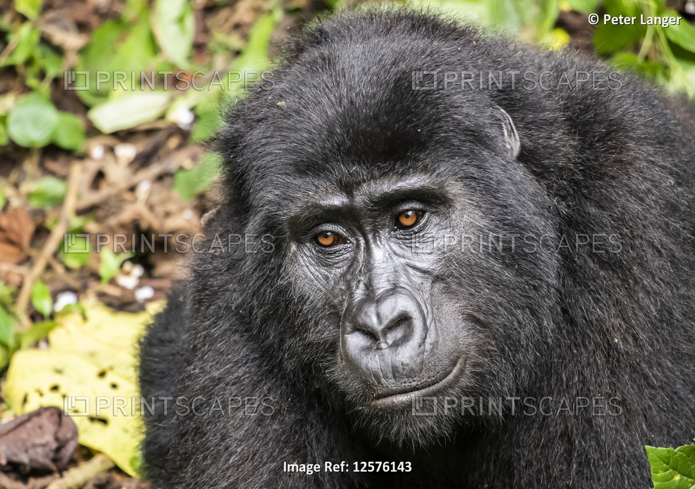 Mountain gorilla (Gorilla beringei beringei), Bwindi Impenetrable National ...
