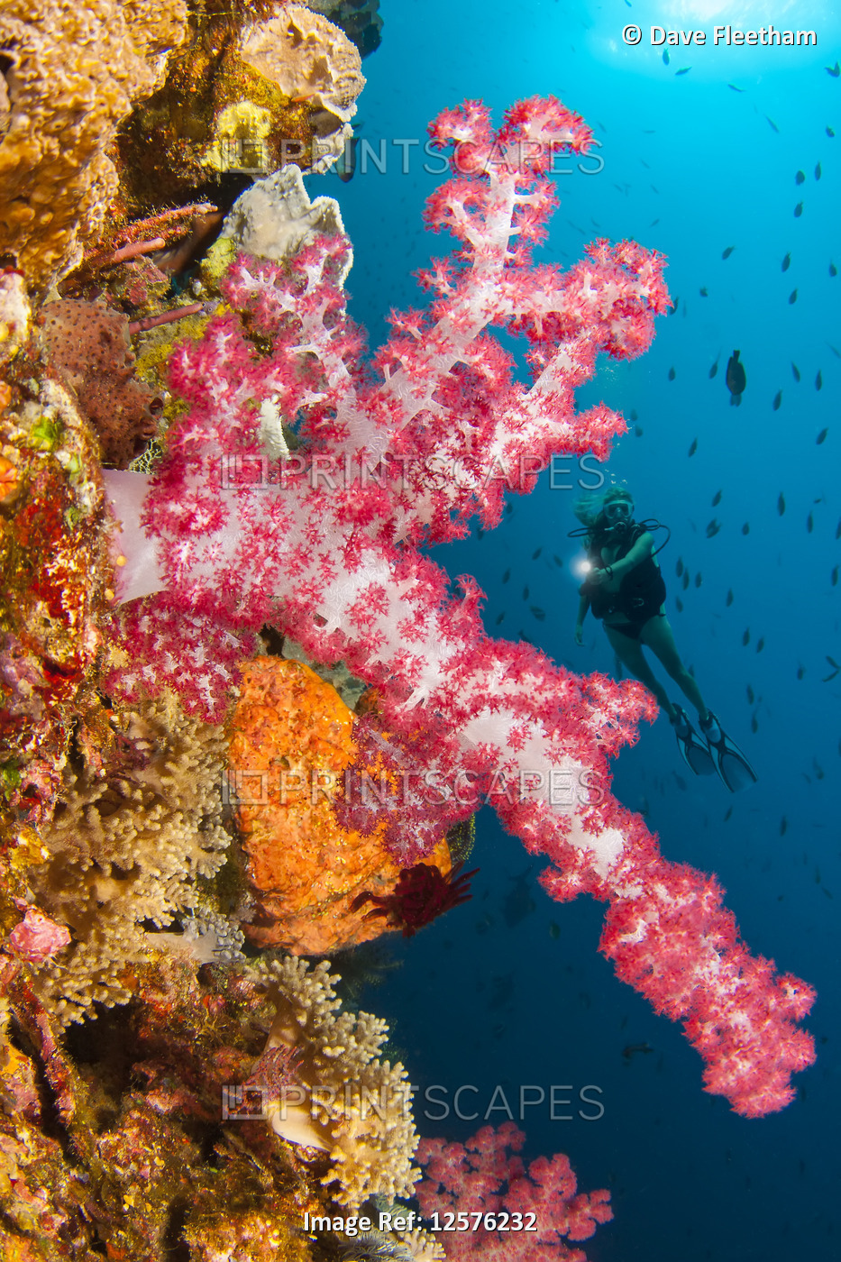 Alcyonarian coral dominates this reef scene with a diver; Komodo, Indonesia