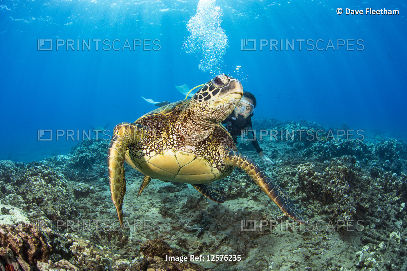 Green sea turtle (Chelonia mydas) and diver; Hawaii, United States of America