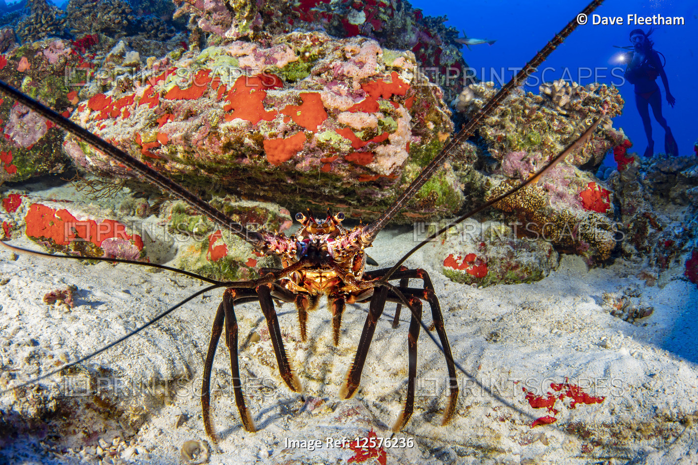 Diver and a banded spiny lobster (Panulirus marginatus), an endemic species; ...