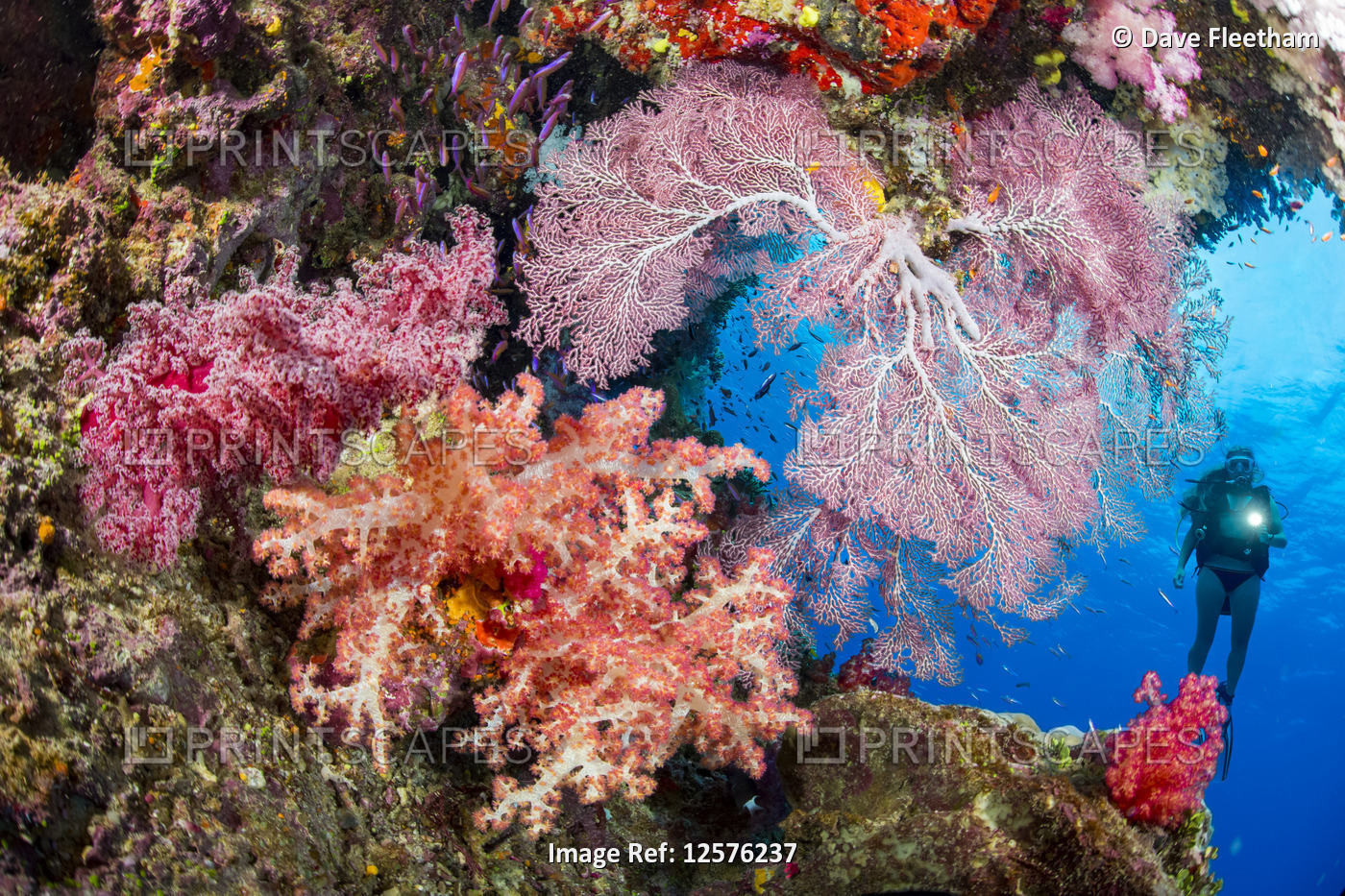 Diver with gorgonian and alcyonarian coral; Fiji.