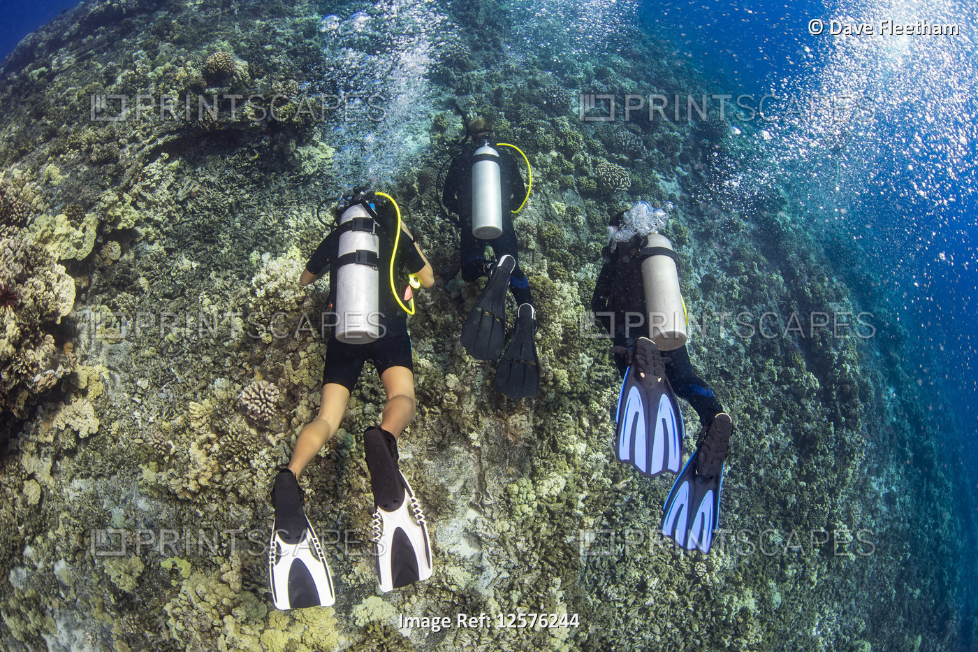 Three divers swim over a section of hard coral reef; Hawaii, United States of ...