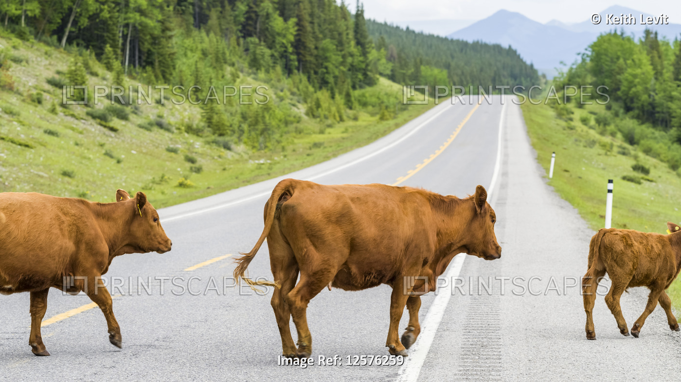 Cows crossing a highway, Kananaskis Improvement District; Alberta, Canada
