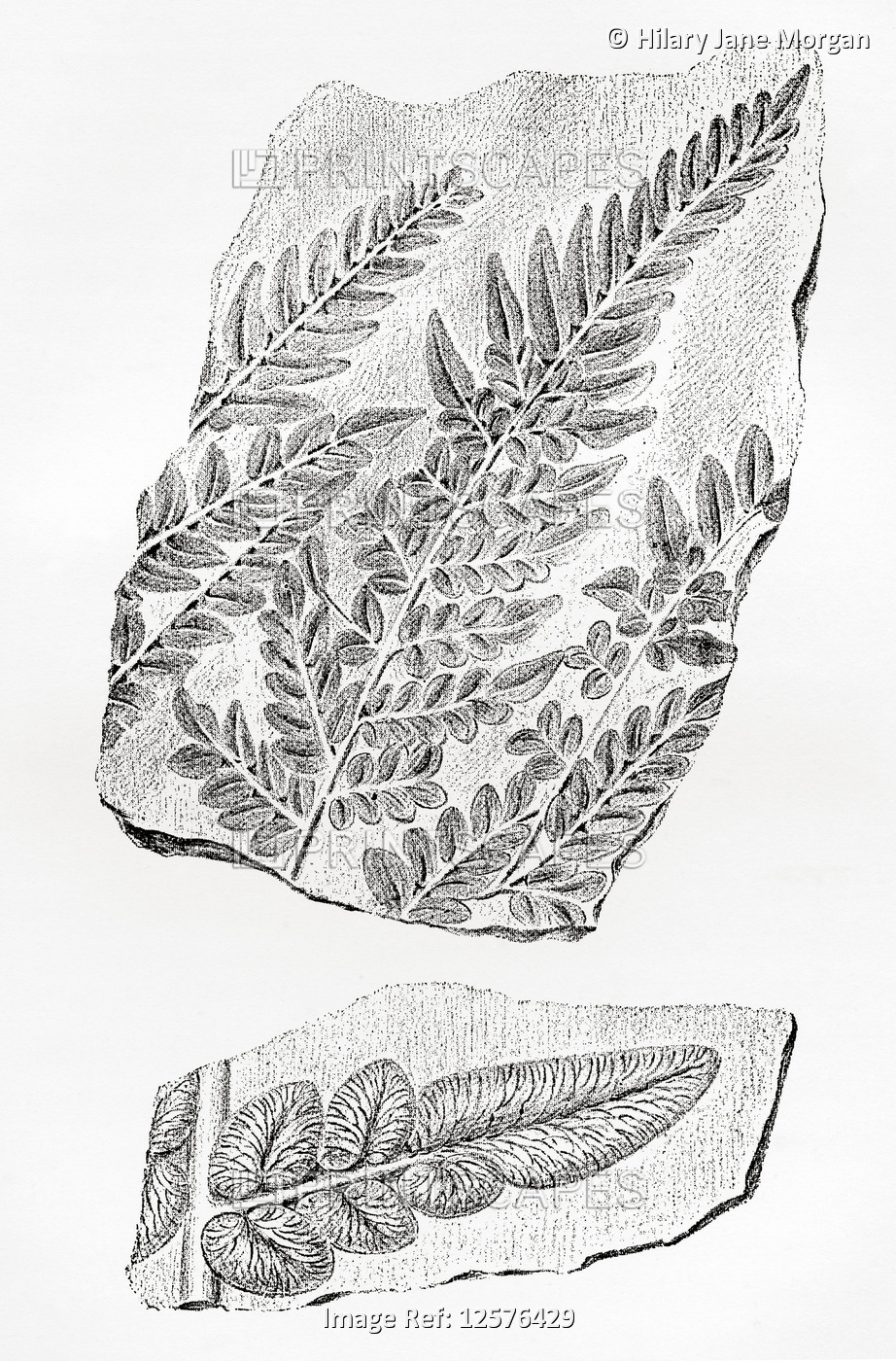 Fern fossils in coal.  From The World's Foundations or Geology for Beginners, ...