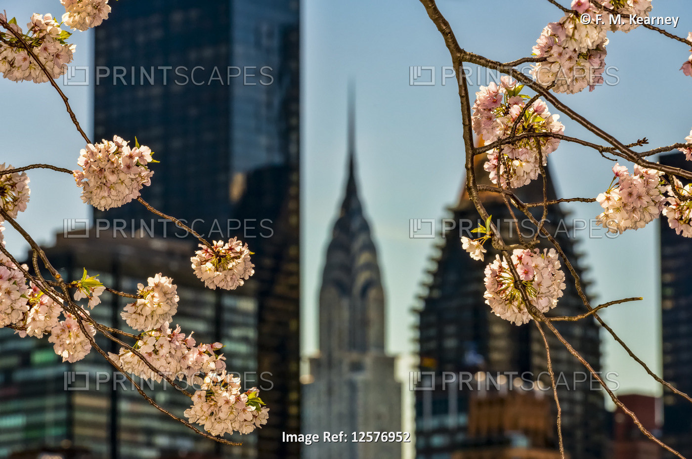 Cherry blossoms (Kwanzan Prunus Serrulata) and the Chrysler Building; New York ...