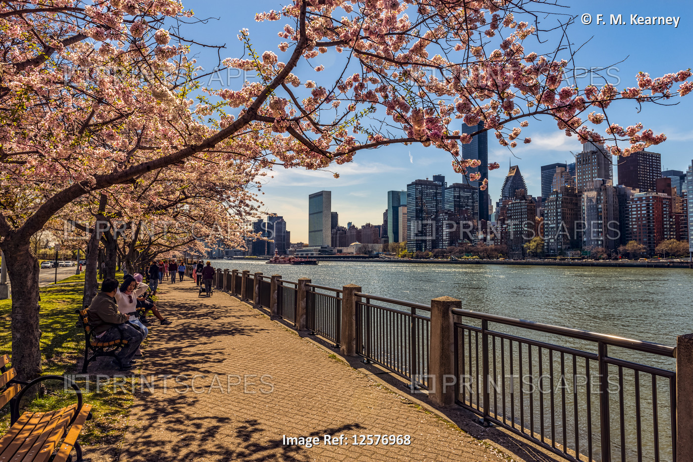 Roosevelt Island with cherry blossoms ( Kwanzan Prunus serrulata) and the ...