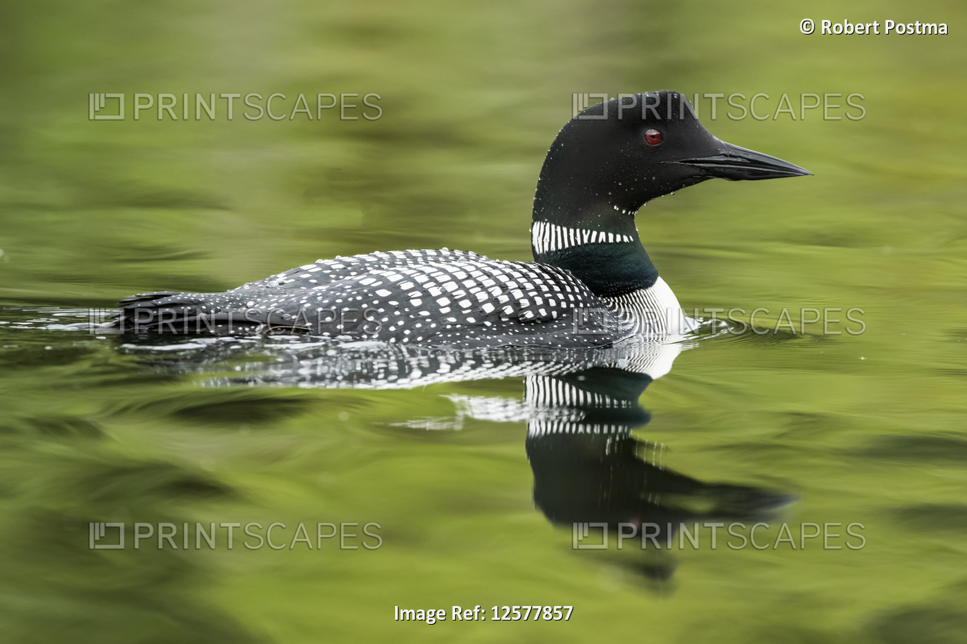 Mirror image of the Common loon (Gavia immer) reflected on the surface of ...