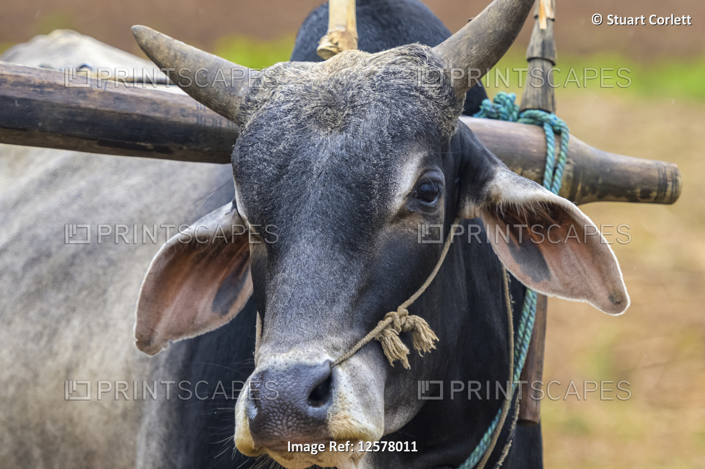 Buffalo wearing a yoke; Shan State, Myanmar