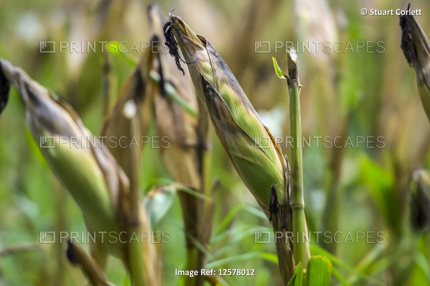 Ears of corn on stalks in a field; Shan State, Myanmar