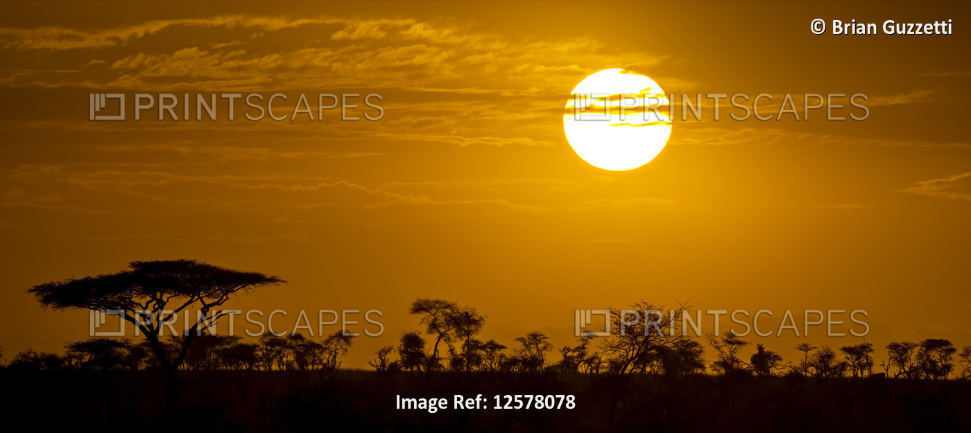 Silhouetted acacia trees (Acacia tortillis) with a glowing orange sky and ...