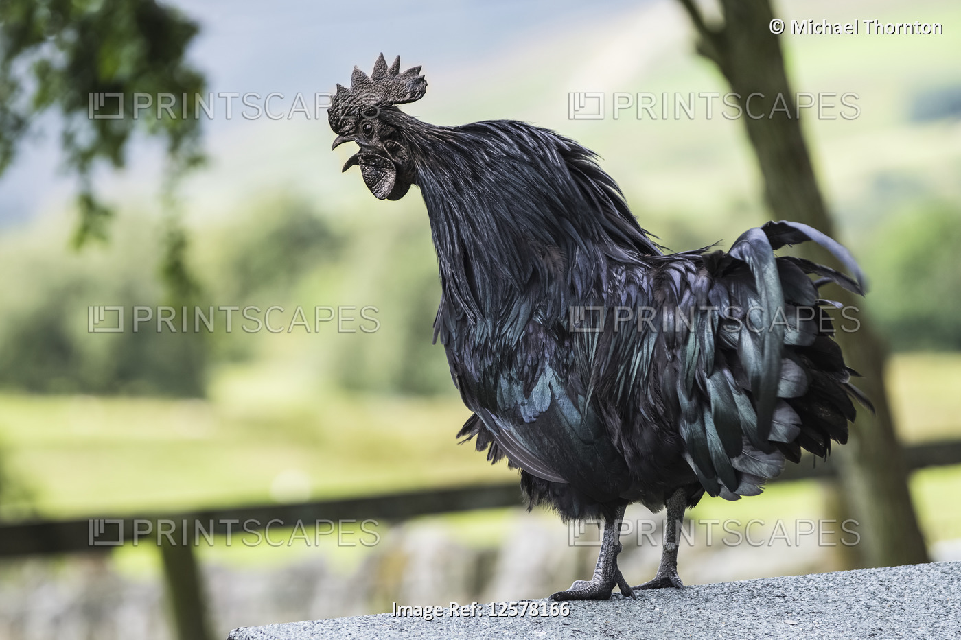 Black cockerel, Ayam Cemani