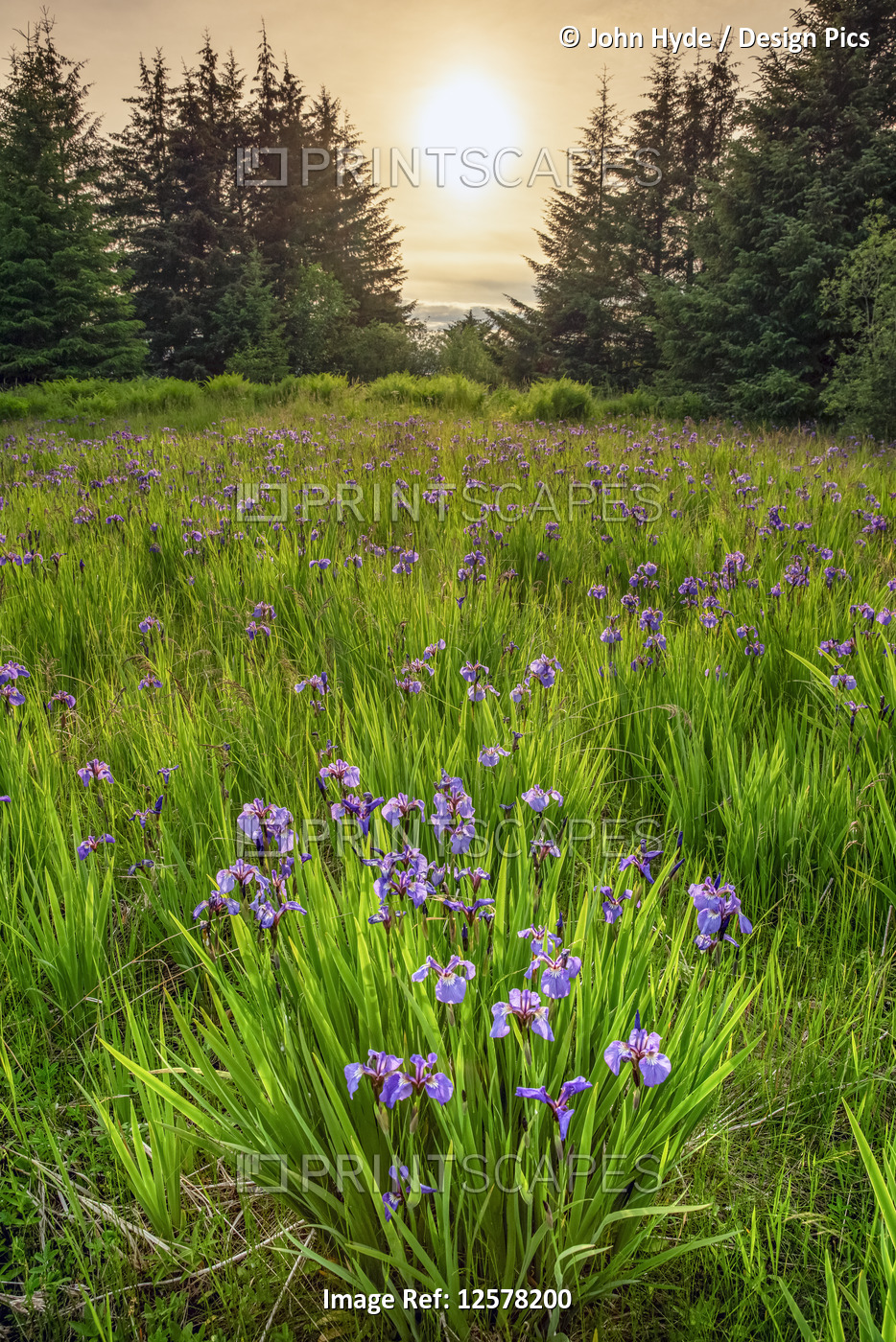 Wild irises in bloom in Tongass National Forest with a warm glowing sun; ...