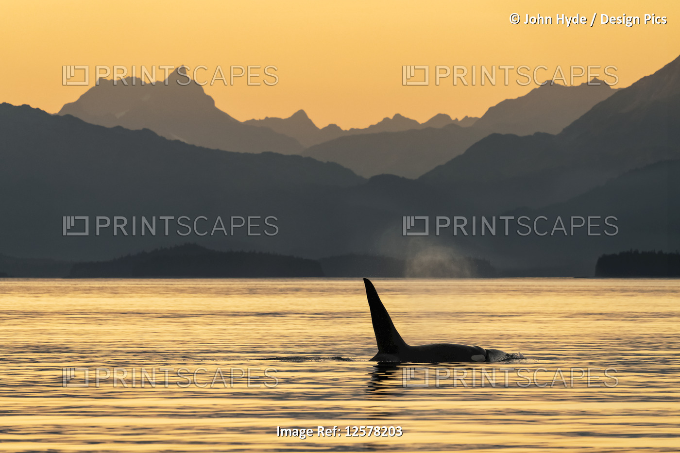 Silhouetted whale fin at the water's surface along the Alaska coastline; ...