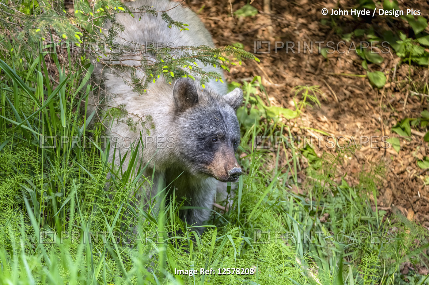 Glacier bear (Ursus americanus emmonsii) peering out from the tall grass, ...