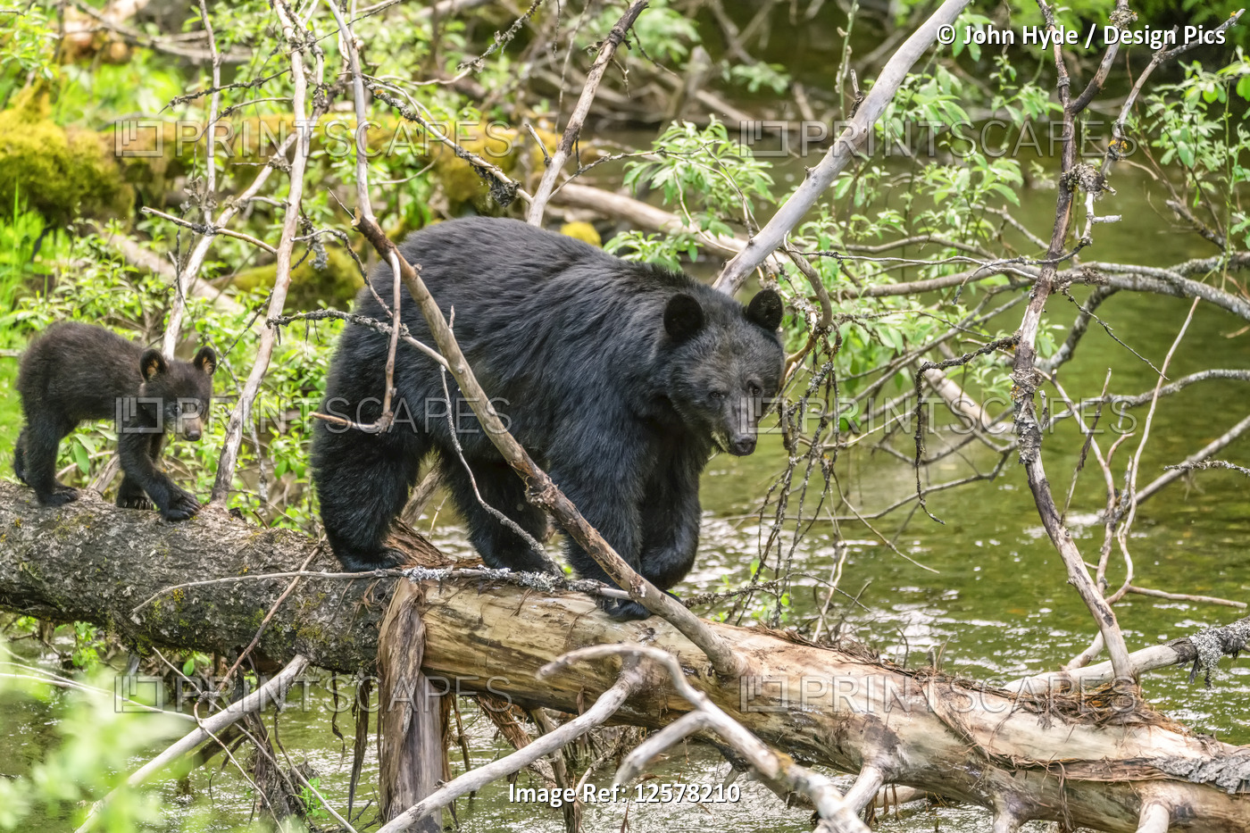 American black bear (Ursus americanus) and cub walking on a fallen log across a ...