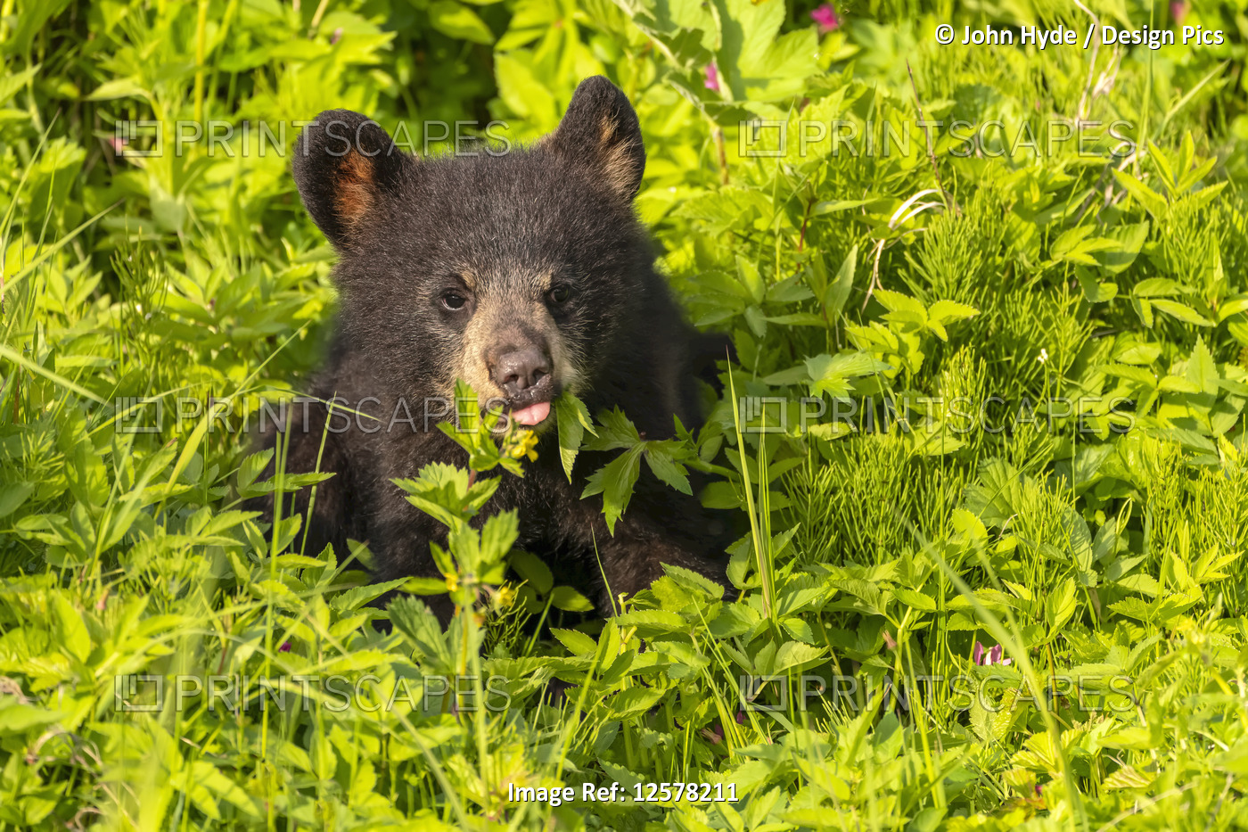 Black bear (Ursus americanus) cub sitting in the plants; Alaska, United States ...