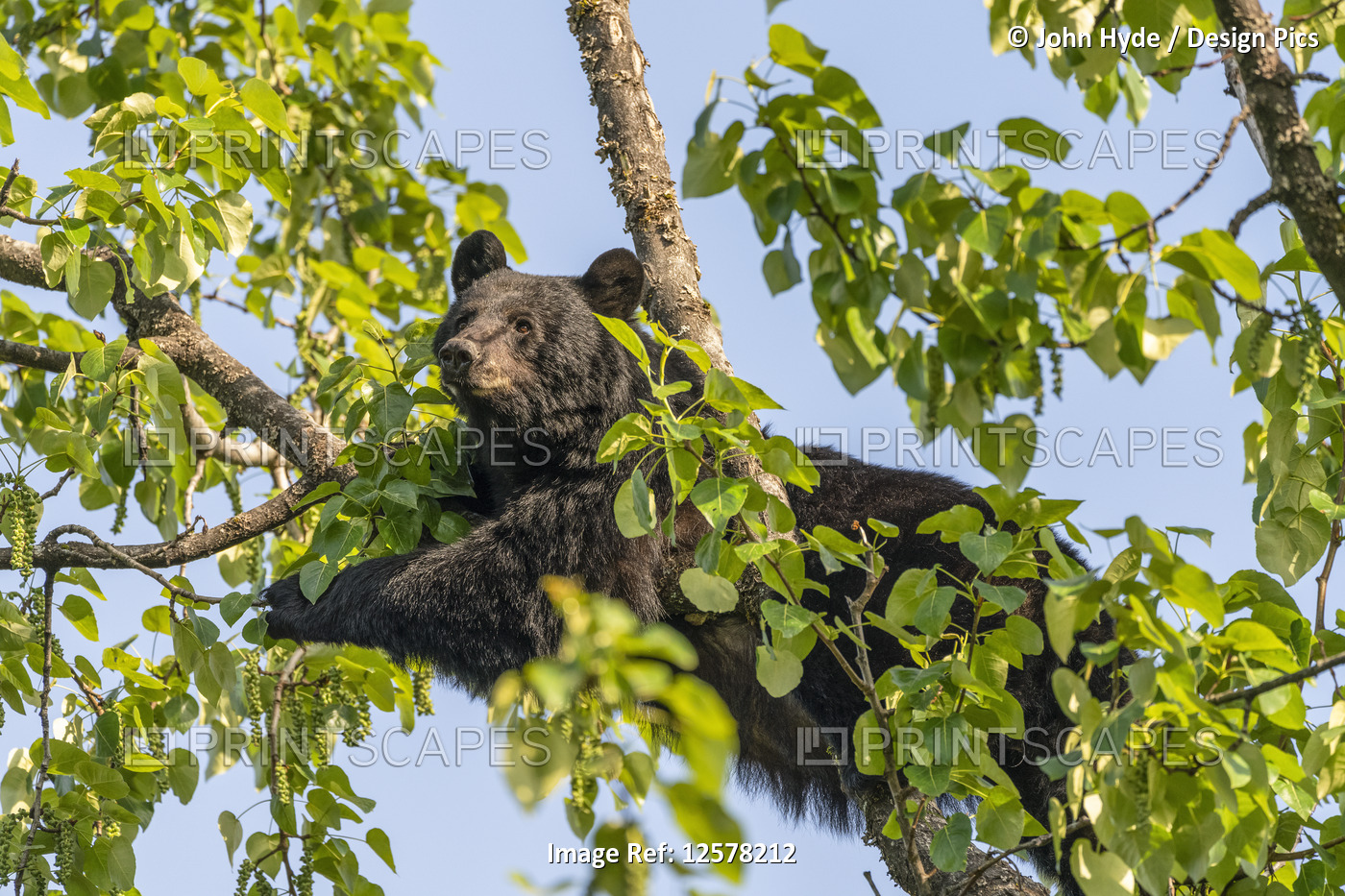 A black bear (Ursus americanus) lays across a tree branch against a blue sky, ...