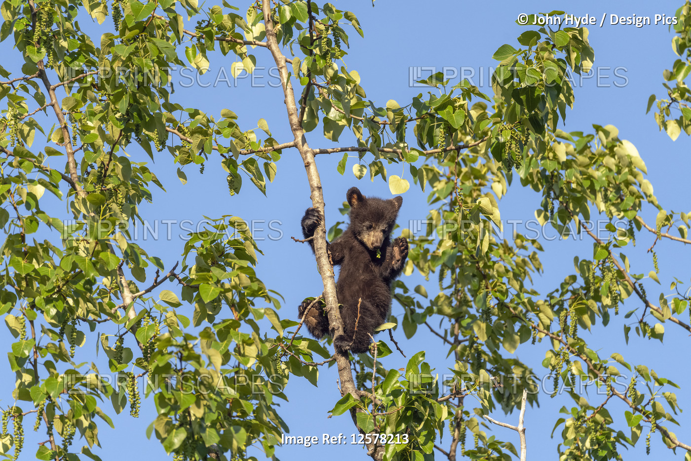 A black bear (Ursus americanus) cub hanging onto a branch at the top of a tree ...
