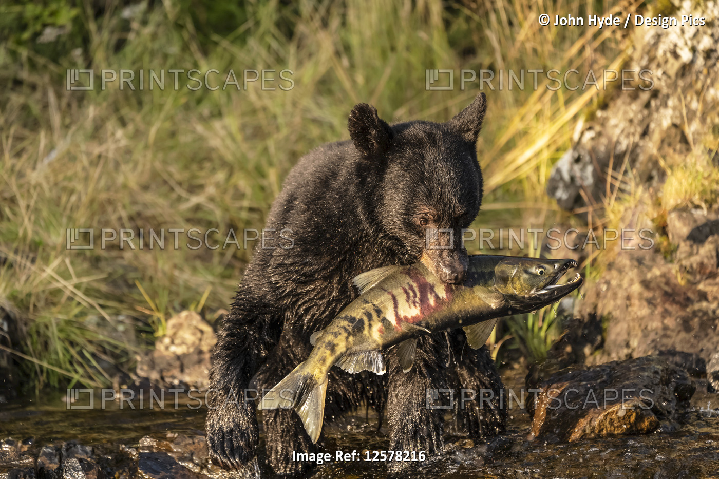 Black bear (Ursus americanus) sitting on the shore eating fresh chum salmon ...