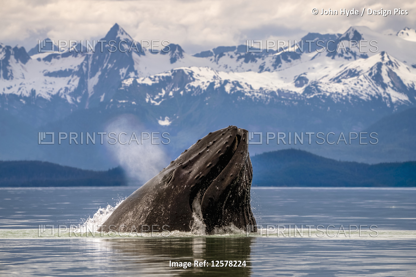 Humpback whale (Megaptera novaeangliae) lunge feeding for herring with a view ...