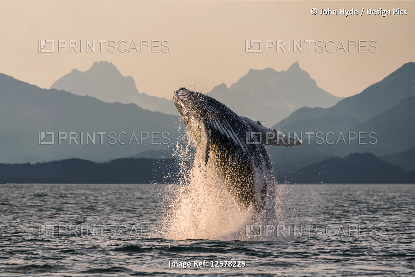 Humpback whale (Megaptera novaeangliae) leaping out of the water of Inside ...