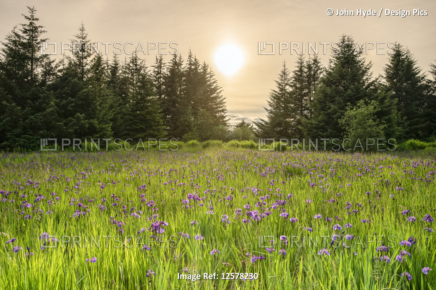 Wild irises in bloom in Tongass National Forest at dusk; Alaska, United States ...
